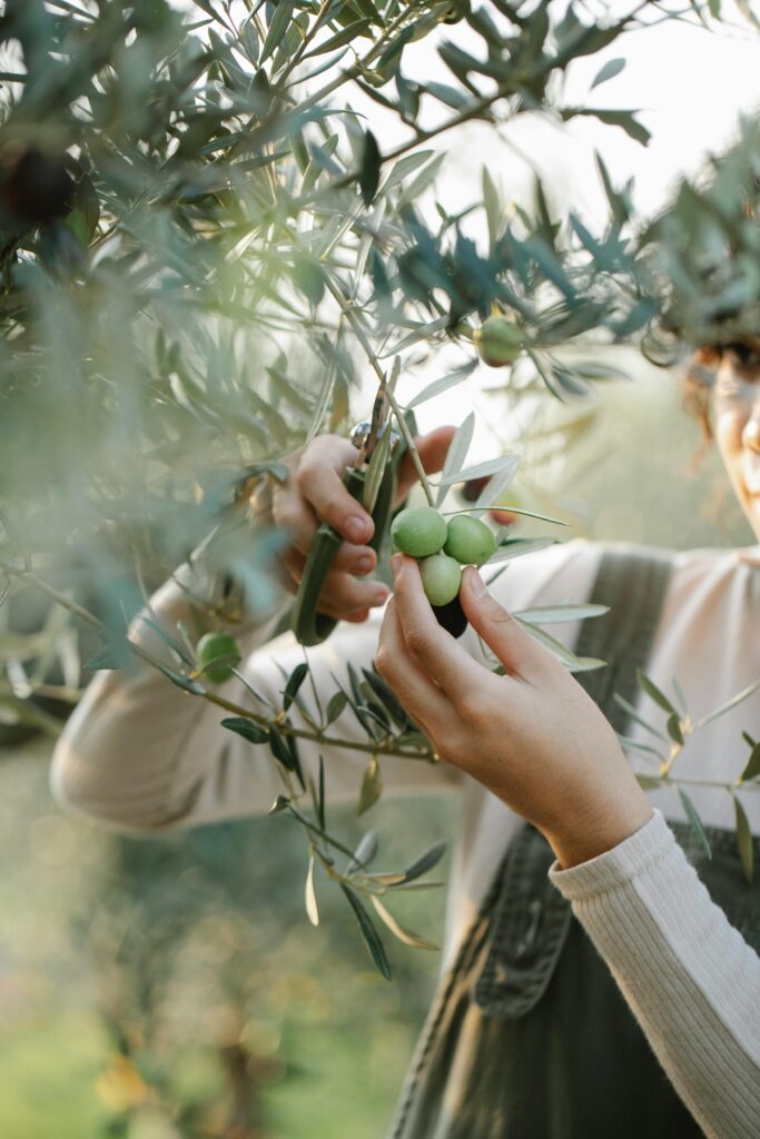 Crop anonymous female gardener picking ripe olives growing on tree in lush garden